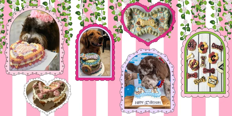 Pawtissiere handmade pet cakes and treats available near Memphis